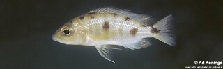 Otopharynx spelaeotes &#39;Ndumbi Point&#39;