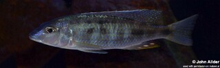 Otopharynx styrax &#39;Itungi&#39;