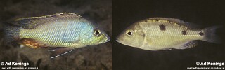 Otopharynx tetrastigma