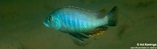 Otopharynx tetrastigma &#39;Kanchedza Island&#39;