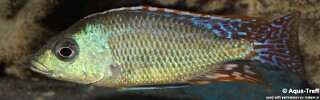 Otopharynx tetrastigma (unknown locality)