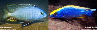 Otopharynx