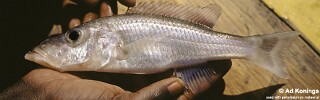 Pallidochromis tokolosh &#39;Narungu&#39;