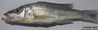Pallidochromis tokolosh &#39;South East Arm&#39;