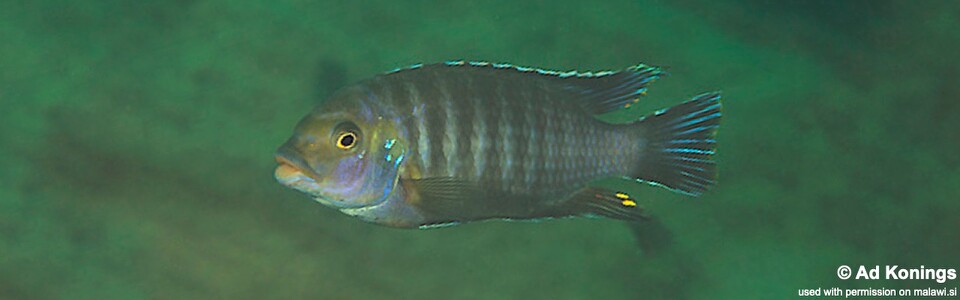 Petrotilapia chrysos 'Chinyankwazi Island'