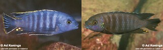 Petrotilapia chrysos Petrotilapia sp. &#39;gold eastern&#39; Petrotilapia sp. &#39;nigra yellow dorsal&#39;