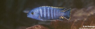 Petrotilapia chrysos &#39;Chiloelo&#39;