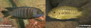 Petrotilapia chrysos &#39;Chinyamwezi Island&#39;
