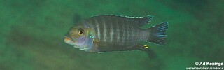 Petrotilapia chrysos &#39;Chinyankwazi Island&#39;