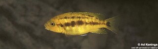 Petrotilapia chrysos &#39;Meponda&#39;
