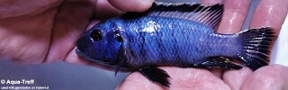 Petrotilapia chrysos &#39;Nkolongwe&#39;