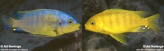 Petrotilapia flaviventris Petrotilapia sp. &#39;yellow ventral&#39;