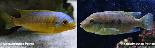 Petrotilapia flaviventris &#39;Chiteko&#39;