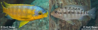 Petrotilapia flaviventris &#39;Chiwi Rocks&#39;