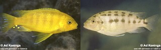 Petrotilapia flaviventris &#39;Cobwe&#39;