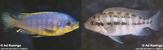 Petrotilapia flaviventris &#39;Linganjala Reef&#39;