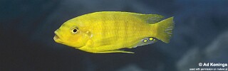 Petrotilapia flaviventris &#39;Lumbaulo&#39;