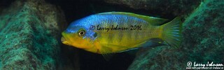 Petrotilapia flaviventris &#39;Machili Island&#39;