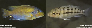 Petrotilapia flaviventris &#39;Undu Reef&#39;