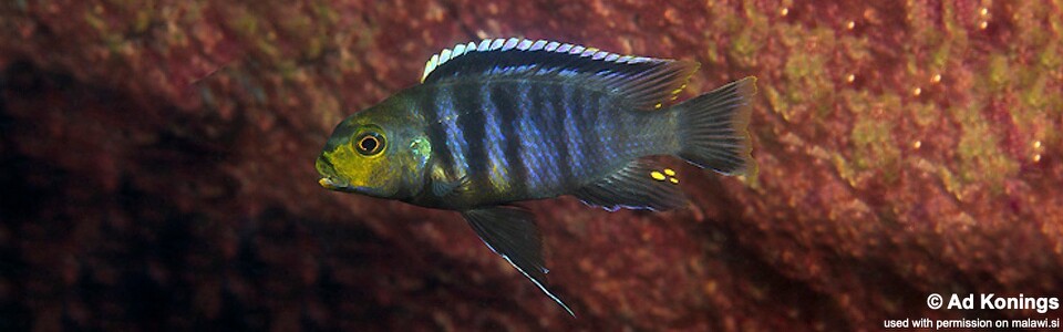 Petrotilapia genalutea 'Boadzulu Island'