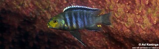 Petrotilapia genalutea &#39;Boadzulu Island&#39;