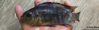 Petrotilapia genalutea &#39;Chilumba&#39;