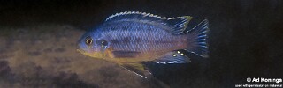 Petrotilapia genalutea &#39;Luwala Reef&#39;