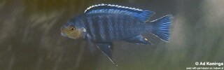 Petrotilapia genalutea &#39;Makanjila Rocks&#39;