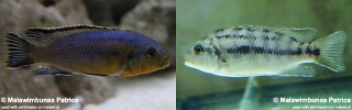 Petrotilapia genalutea &#39;Masinje&#39;