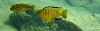 Petrotilapia genalutea &#39;Mdowa&#39;