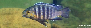 Petrotilapia genalutea &#39;Nakantenga Island&#39;