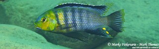 Petrotilapia genalutea &#39;Ngwasi&#39;