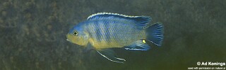 Petrotilapia genalutea &#39;Selewa&#39;