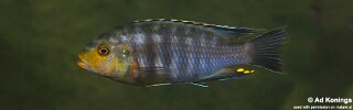 Petrotilapia genalutea &#39;Thumbi West Island&#39;