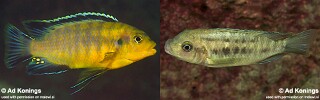 Petrotilapia kitrinos Petrotilapia sp. &#39;mumbo yellow&#39;