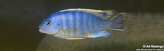 Petrotilapia microgalana &#39;Bandawe Point&#39;