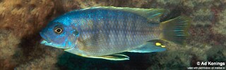 Petrotilapia microgalana &#39;Katale Island&#39;