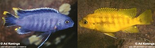 Petrotilapia microgalana &#39;Lion&#39;s Cove&#39;