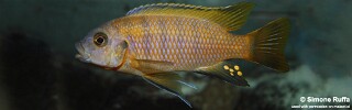 Petrotilapia microgalana &#39;Luwino Reef&#39;