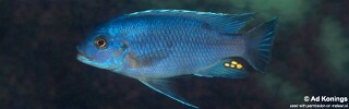 Petrotilapia microgalana &#39;Mdoka&#39;
