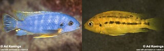 Petrotilapia microgalana &#39;Ruarwe&#39;