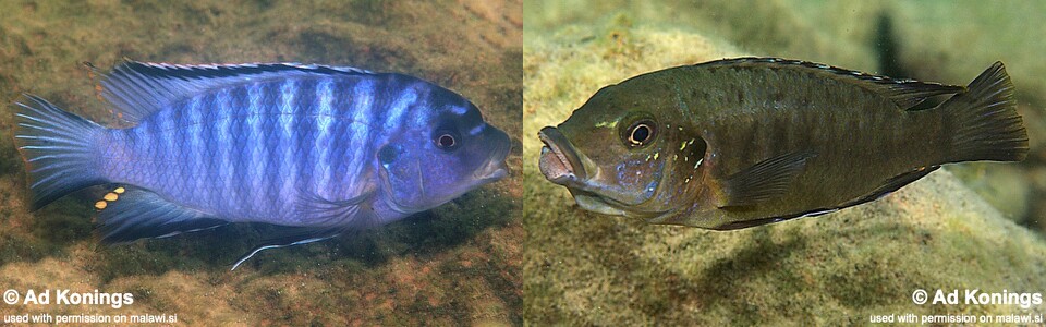 Petrotilapia mumboensis 'Mumbo Island'<br><font color=gray>Petrotilapia sp. 'mumbo blue'</font> 