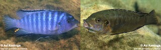 Petrotilapia mumboensis Petrotilapia sp. &#39;mumbo blue&#39;