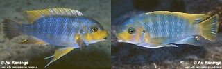 Petrotilapia palingnathos Petrotilapia sp. &#39;retrognathus&#39;