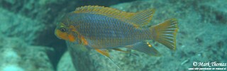 Petrotilapia palingnathos &#39;Chiwi Rocks&#39;