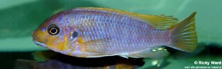 Petrotilapia palingnathos &#39;Chizumulu Island&#39;