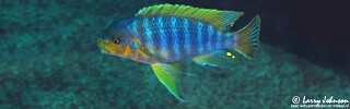 Petrotilapia palingnathos &#39;Linganjala Reef&#39;