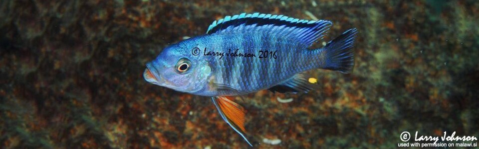 Petrotilapia pyroscelos 'Machili Island'