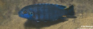 Petrotilapia sp. &#39;black flank&#39; Katale Island