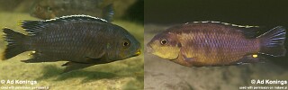 Petrotilapia sp. &#39;fuscous&#39;